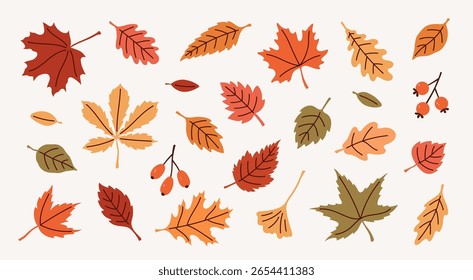 Vector set of different autumn leaves and berries.