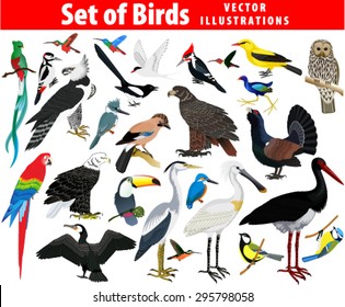 vector set of different birds