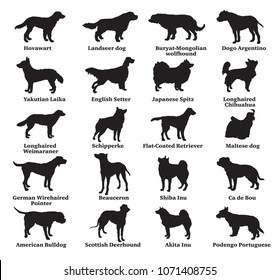 Vector set of different breeds dogs silhouettes isolated in black color on white background. Part 7