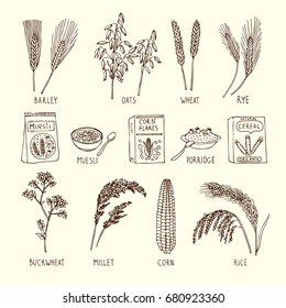 Vector set of different cereals. Muesli, wheat, rice and others. Hand drawn illustrations