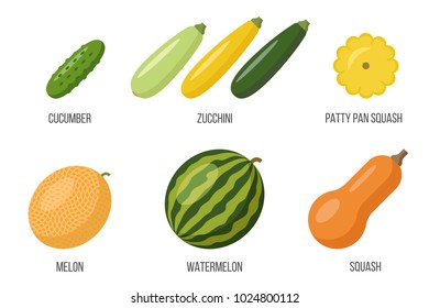 Vector set of different cucurbits. Flat style.