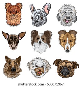 Vector set of different dogs breeds isolated on white. Labradoodle, German Shepherd, Collie, Papillon, Pug, Pomeranian, Bolognese, Toy Terrier, French Bulldog