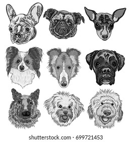 Vector set of different dogs breeds isolated on white. Labradoodle, German Shepherd, Collie, Boxer, Papillon, Pug, Bolognese, Toy Terrier, French Bulldog