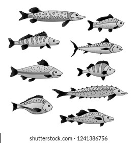 Vector set of different fishes isolated on a white background. Outline silhouettes handmade: pike, pike perch, trout, dorado, sturgeon, tuna, carp, perch, cod, herring