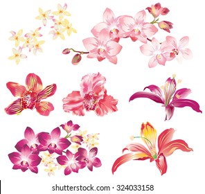 Vector set of different flowers. It includes lilies and orchids.