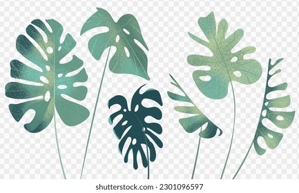 Conjunto vectorial de diferentes hojas verdes de monstera deliciosa planta sobre fondo transparente.