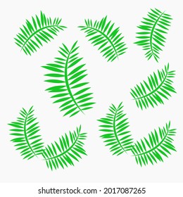 Vector set of different green tropical palm leaves isolated on white background