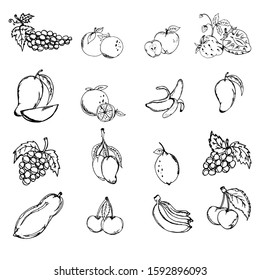 Vector set of different hand drawn fruit