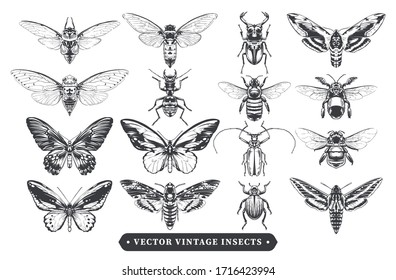 Vector set of different insects: bugs, ants, butterflies, bees, moth. Vintage style hand-drawn design elements isolated on white. Grouped and layered. Vector graphic.