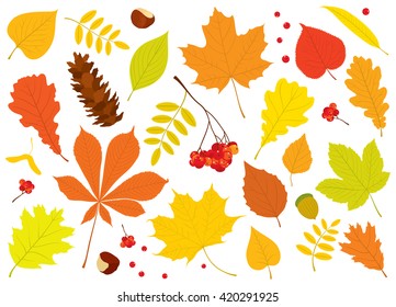 Vector set of different, isolated autumn tree leaves, Rowan berries, acorn, chestnuts and pine cone on white background.