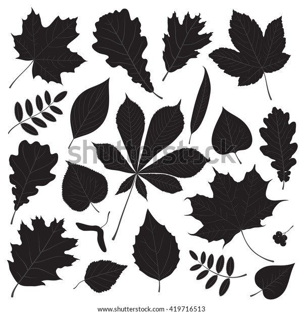 Vector Set Different Isolated Tree Leaf Stock Vector (Royalty Free ...