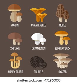 Vector set of different kinds of edible mushrooms. Flat style.