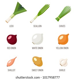 Vector set of different kinds of onions named. Flat style.