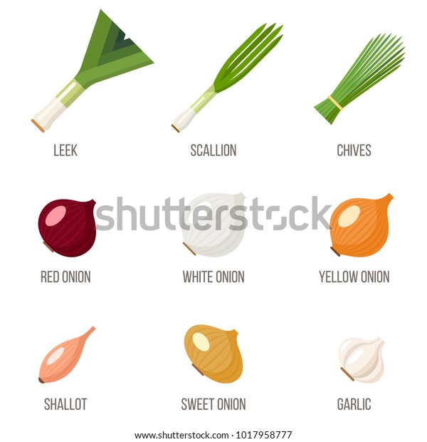 Vector set of different kinds of onions named.\
Flat style.