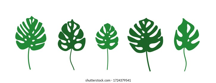 vector set of different leavesof monstera flower. painted green set  leavers of monstera isolated, set  monstera . different monstera