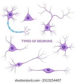 Vector set of different neurons