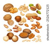 Vector set of different nuts such as cashew,walnuts,macadamia,brazil nut,pecan,hazelnut,peanut,pistachios,nutmeg,pine nuts,almond isolated on white background	