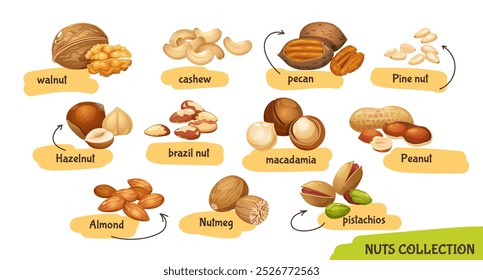 Vector set of different nuts such as cashew,walnuts,macadamia,brazil nut,pecan,hazelnut,peanut,pistachios,nutmeg,pine nuts,almond isolated on white background	