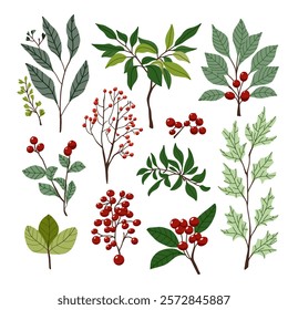 vector set of different plants, leaves and berries