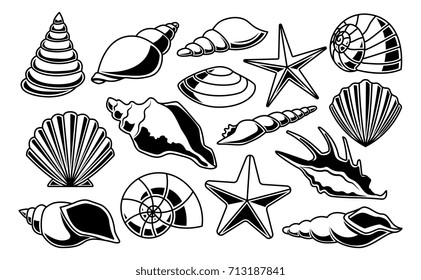 Vector Set Of Different Shells Isolated On White Background