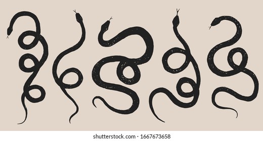 vector set of different snakes pencil drawing, vintage style graphic black and white, viper