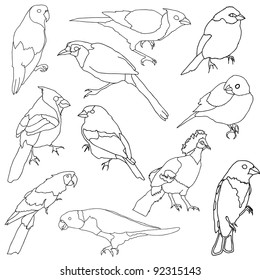 Vector set of different species of birds.
