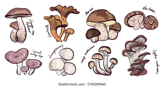 Vector set of different types of edible mushrooms. An isolated set of chanterelles, coral milky cap, orange cap boletus, champignons,
oyster mushrooms, honey ,
porcini, shiitake. 