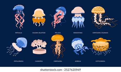 Vector set of different types of jellyfish, showing a cute, colorful design with tentacles and various patterns that emphasize their beauty and grace