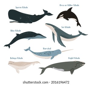 Vector set of different types of whales: blue, orca, killer whale, sperm, sei, right, beluga and narwhal. Sea life illustration on white background