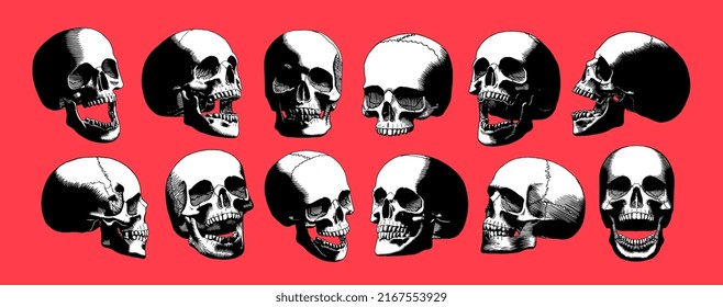 Vector Set Different Vintage Skulls Isolated