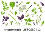 Vector set of dill and basil, spinach and asparagus, parsley, thyme and rosemary isolated on white background. Pictures for packaging design and culinary products. Fresh Herbs Image. 