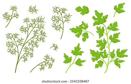 Vektorsatz aus Dill und Petersilie einzeln auf weißem Hintergrund. Ökologisches Produkt. Bilder für Verpackungsdesign und kulinarische Produkte. Frische grüne Bilder. Illustration von frischen Gewürzen aus dem Garten.