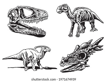 Vector set of dinosaur skeletons and skulls on white background,paleontological collection