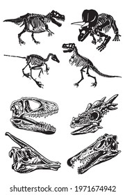 Vector set of dinosaur skeletons and skulls on white background,paleontological collection