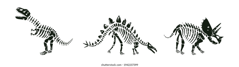 Vector set with dinosaurs skeletons silhouettes in white and black. Stegosaurus, t-rex and triceratops dinos on white background. 