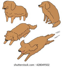 vector set of dog, golden retriever