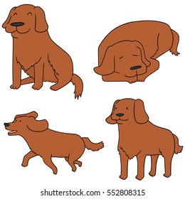 vector set of dog, golden retriever