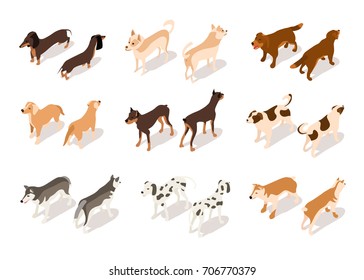 Conjunto vectorial de iconos isométricos de perro aislados en fondo blanco. Perro de pie en diferentes ángulos