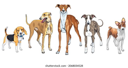 Vector set of dogs breed Italian Greyhound, hunting dog Basenji and Beagle