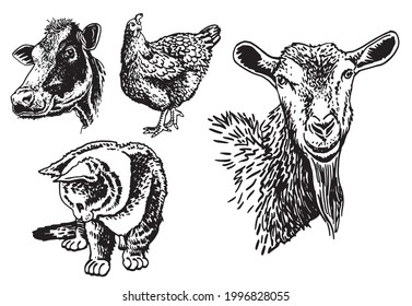 Vector set of domestic animals isolated on white background,farm animals