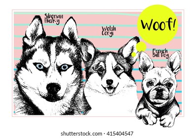 Vector set of domestic dog portraits. Siberian husky, welsh corgi Pembroke, french bulldog puppies. Hand drawn dog face illustration. 