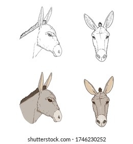 Vector Set of Donkey Head Illustrations. Side and Front View. Sketch and Cartoon Style.