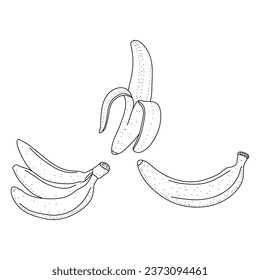 Vector Conjunto de doodle Banana aislado en fondo blanco
