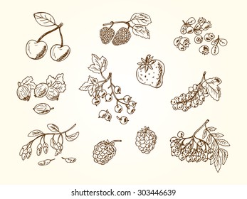 Vector Set of doodle berries: strawberry, blueberries, black currant, raspberries, blackberries, red currants, gooseberries, cherries, rowan, mulberry