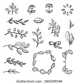 Vector set of doodle design plants elements. Vector illustration. Manual graphics.