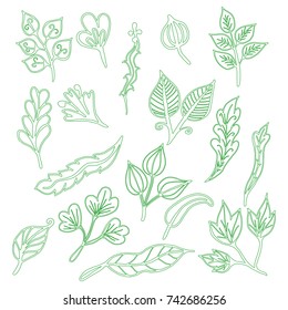 Vector set of doodle flower and Leaves Green beautiful  illustrator.