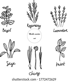 Vector Set Of Doodles Herbs. Illustration Of Culinary Herbs Used For Cooking And Garnish. Basil, Rosemary, Lavender, Sage, Chives And Mint. Botanical Illustration.