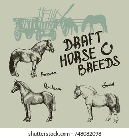 Vector Set Draft Horse 