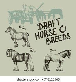 Vector Set Draft Horse 