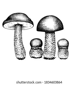 Vector set of drawing boletus and boletus mushrooms, black and white graphics drawn in vintage style, engraving, gourmet cuisine, vegetarian, autumn mushrooms isolated on white background for printing